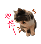 仲良し兄弟モコとグリPart4（個別スタンプ：16）