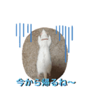 るい君withしの、しんば、ひめ（個別スタンプ：4）
