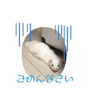 るい君withしの、しんば、ひめ（個別スタンプ：10）