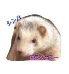 るい君withしの、しんば、ひめ（個別スタンプ：14）