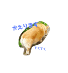 コーギーGAUGAU（個別スタンプ：6）