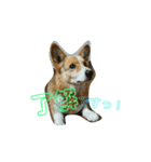 コーギーGAUGAU（個別スタンプ：7）
