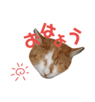 にゃんずのきもち（個別スタンプ：1）
