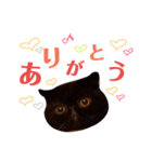 にゃんずのきもち（個別スタンプ：3）