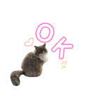 にゃんずのきもち（個別スタンプ：4）
