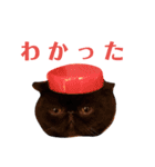 にゃんずのきもち（個別スタンプ：6）