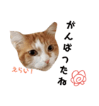 にゃんずのきもち（個別スタンプ：15）