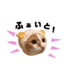 にゃんずのきもち（個別スタンプ：20）