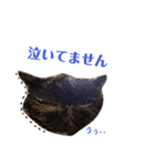 にゃんずのきもち（個別スタンプ：22）