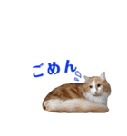 にゃんずのきもち（個別スタンプ：25）