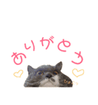 にゃんずのきもち（個別スタンプ：26）