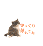 にゃんずのきもち（個別スタンプ：27）