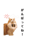 にゃんずのきもち（個別スタンプ：30）