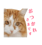 にゃんずのきもち（個別スタンプ：32）