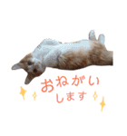 にゃんずのきもち（個別スタンプ：37）