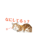 にゃんずのきもち（個別スタンプ：38）