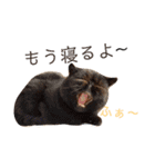 にゃんずのきもち（個別スタンプ：39）