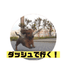 ピノの日常ほのぼのスタンプ（個別スタンプ：5）