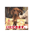 ピノの日常ほのぼのスタンプ（個別スタンプ：7）