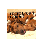 ピノの日常ほのぼのスタンプ（個別スタンプ：13）