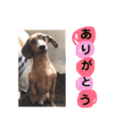 ピノの日常ほのぼのスタンプ（個別スタンプ：17）