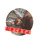 ピノの日常ほのぼのスタンプ（個別スタンプ：21）