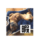 ピノの日常ほのぼのスタンプ（個別スタンプ：24）