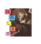 ピノの日常ほのぼのスタンプ（個別スタンプ：27）