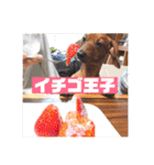 ピノの日常ほのぼのスタンプ（個別スタンプ：34）