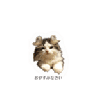 そらここスタンプ（個別スタンプ：4）