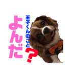 王子とまうとキャロ(キャバリア)のスタンプ（個別スタンプ：1）