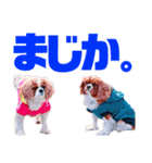王子とまうとキャロ(キャバリア)のスタンプ（個別スタンプ：2）