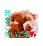 王子とまうとキャロ(キャバリア)のスタンプ（個別スタンプ：3）