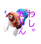 王子とまうとキャロ(キャバリア)のスタンプ（個別スタンプ：6）