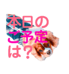 王子とまうとキャロ(キャバリア)のスタンプ（個別スタンプ：9）