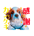 王子とまうとキャロ(キャバリア)のスタンプ（個別スタンプ：10）