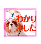 王子とまうとキャロ(キャバリア)のスタンプ（個別スタンプ：11）