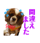 王子とまうとキャロ(キャバリア)のスタンプ（個別スタンプ：13）