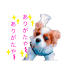 王子とまうとキャロ(キャバリア)のスタンプ（個別スタンプ：16）