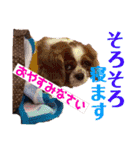 王子とまうとキャロ(キャバリア)のスタンプ（個別スタンプ：17）