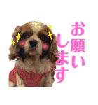 王子とまうとキャロ(キャバリア)のスタンプ（個別スタンプ：19）