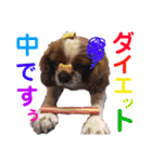 王子とまうとキャロ(キャバリア)のスタンプ（個別スタンプ：20）