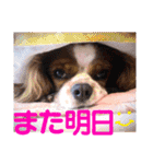 王子とまうとキャロ(キャバリア)のスタンプ（個別スタンプ：21）