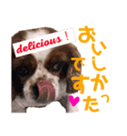 王子とまうとキャロ(キャバリア)のスタンプ（個別スタンプ：25）
