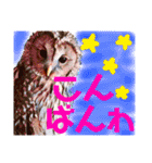 王子とまうとキャロ(キャバリア)のスタンプ（個別スタンプ：29）