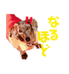 王子とまうとキャロ(キャバリア)のスタンプ（個別スタンプ：32）