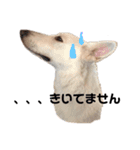 ホワイトシェパード.あーちゃん！（個別スタンプ：2）