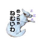 ホワイトシェパード.あーちゃん！（個別スタンプ：4）