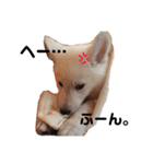 ホワイトシェパード.あーちゃん！（個別スタンプ：7）