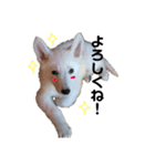 ホワイトシェパード.あーちゃん！（個別スタンプ：8）